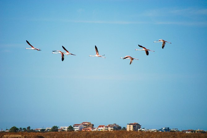 Ria Formosa Natural Park Birdwatching Segway Tour From Faro - Additional Services and Options