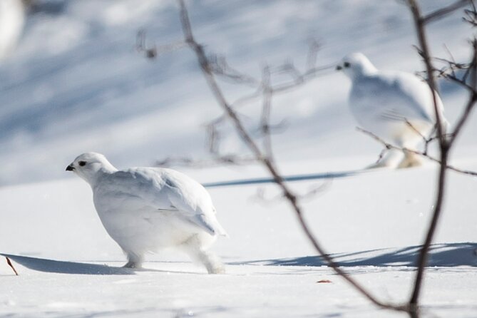 Rocky Mountains: Small-Group Winter Hike From Canmore - Wildlife Spotting on the Trail