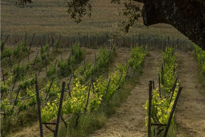Ronda Private Wine Tour and Tapas From Marbella - Cancellation Policy