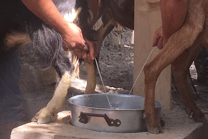 RTH01. Explore Shepherd's Hut and Cheese Making Process - Types of Cheese Produced in Shepherds Huts