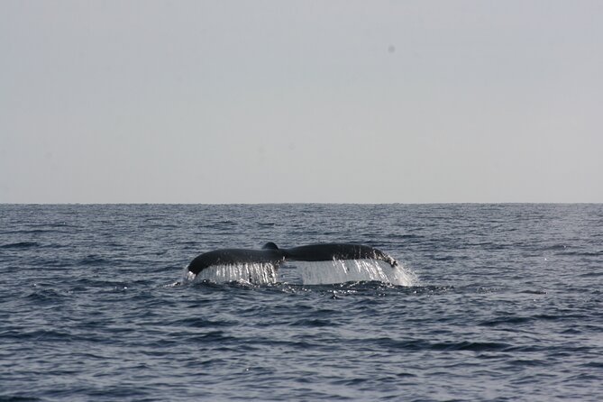 San Jose Del Cabo Small-Group Sunrise Whale Watching - Start Time and Duration