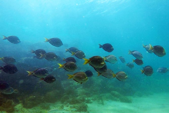 San Juan Guided Snorkel Tour - Safety Measures and Equipment Provided