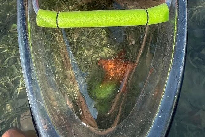 San Juan, Puerto Rico: Morning Glass-Bottom Kayak Tour - Important Terms and Conditions