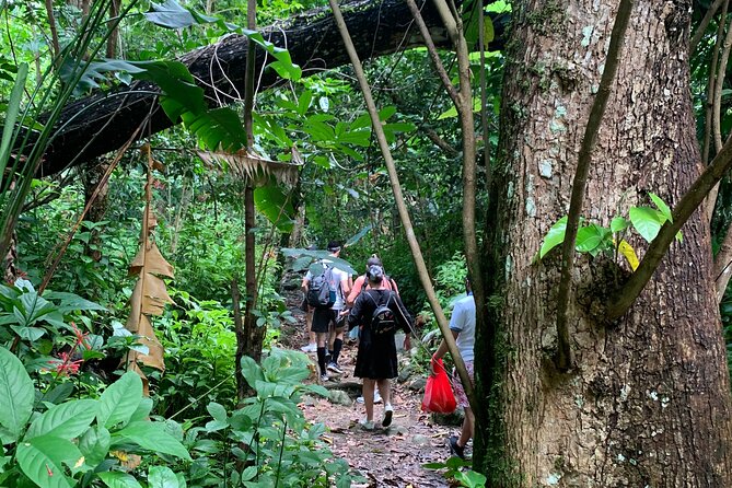 San Juan Small-Group Rain Forest Hike - Adventurous Experience