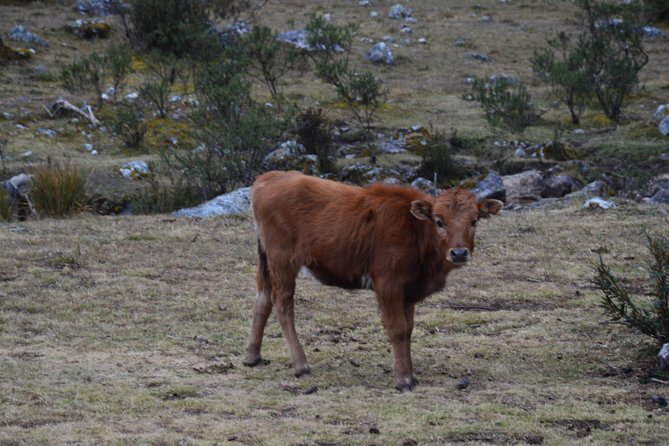 Santa Cruz 4 Days Trek - Reviews and Ratings