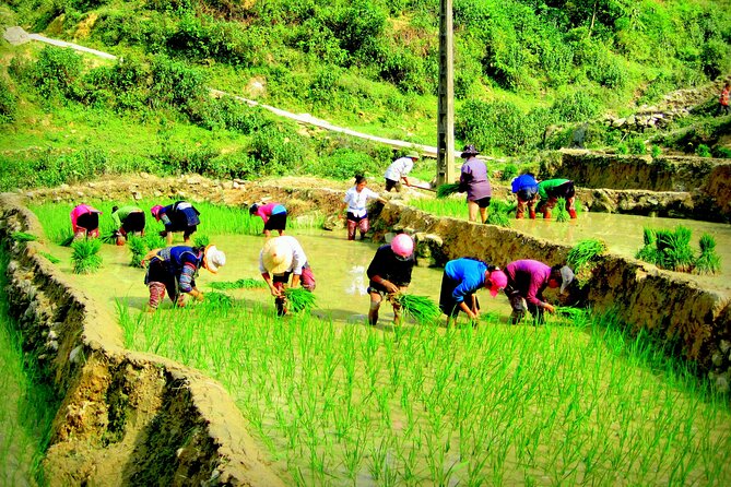 Sapa Hmong Family Trekking Adventures - Traditional Hmong Village Experience