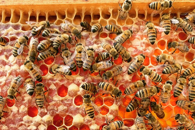 Savannah Small-Group Beekeeping Tour  - Grand Cayman - Whats Included in the Tour