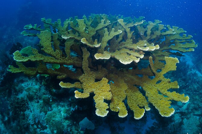 SCUBA Diving Adventure in Mahahual, SCUBA Gear Included - Reviews and Pricing
