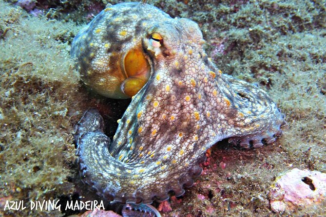 Scuba Diving Experience in Madeira - Inclusions