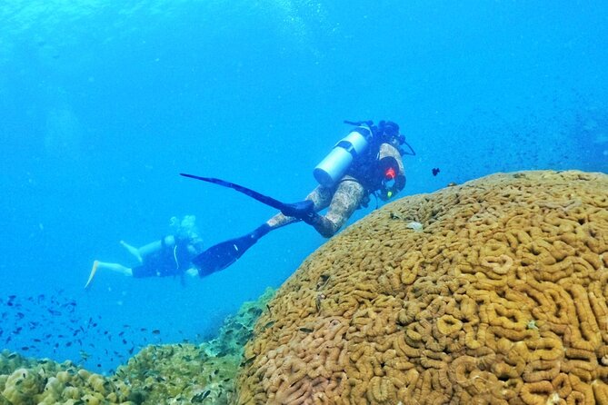 Scuba Diving for Certified Divers in Phu Quoc Island - Choosing the Right Dive Operator in Phu Quoc