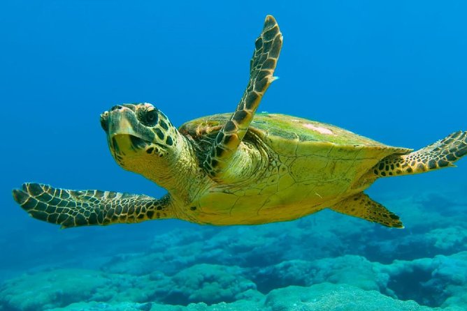 Scuba Diving From Dalyan - Minimum Travelers and Booking Information