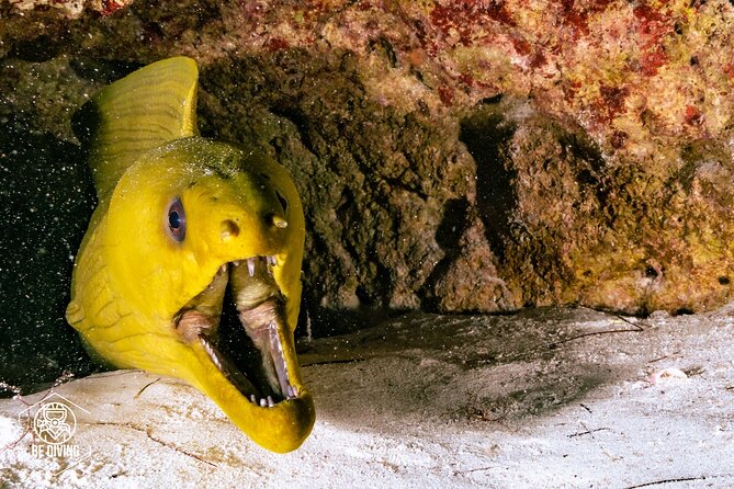 Scuba Diving in Cozumel Island - Weather and Minimum Travelers