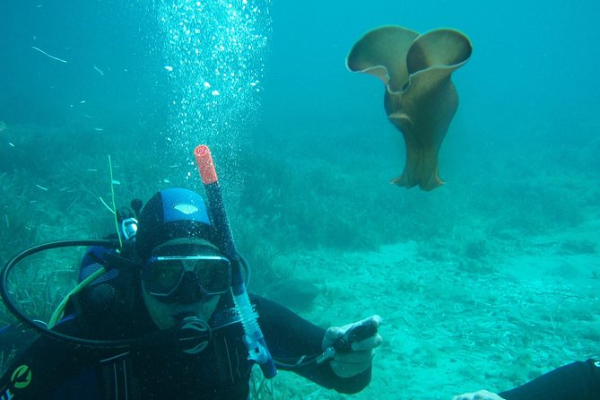 Scuba Diving in Naxos by Bluefindivers - Dive in Greece - Amazing Diving Spots - Weather-Dependent Considerations