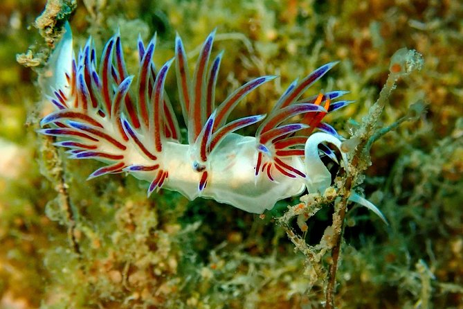 Scuba Diving in Naxos, Greece - Additional Information for Scuba Diving Excursion
