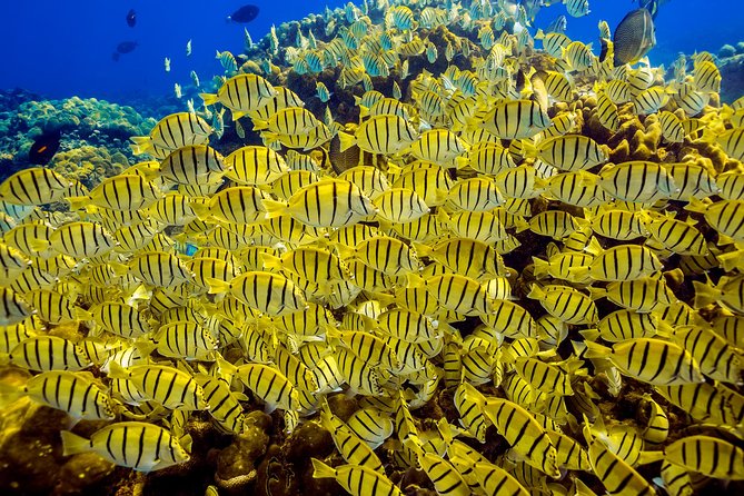 Scuba Diving - Marine Life Spotting Opportunities