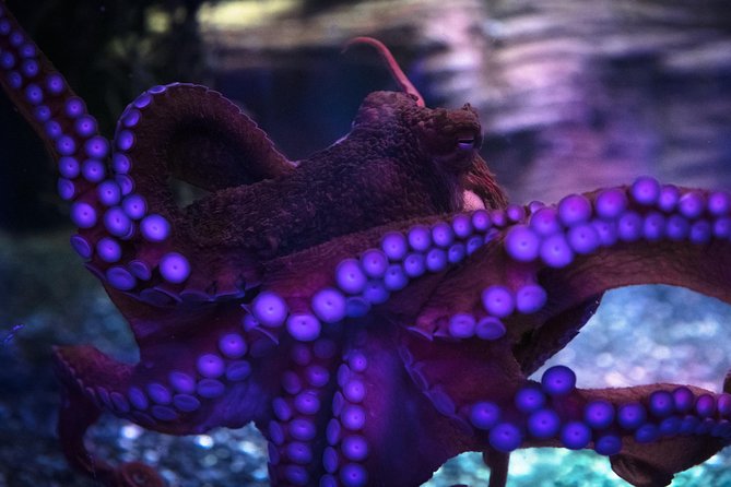 SEA LIFE Birmingham Admission Ticket - Traveler Photos