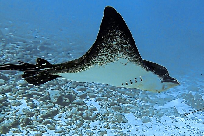 Sea Scooter Snorkel Tour - Reef Adventure With Turtles, Rays and Sharks - Contact and Pricing Information