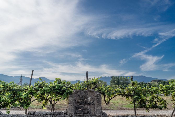 Seafood Lunch With Wine Tasting & Tour on a Golf Cart - Additional Info
