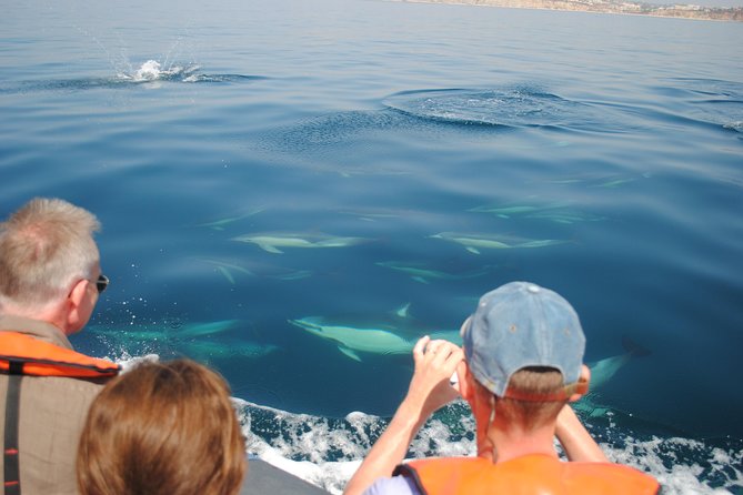 Sealife Sea Safari, Dolphin Watching With Marine Biologists Lagos - Additional Information