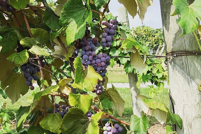 Seneca Lake South Wine Tastings Tour - Meeting and Pickup Information