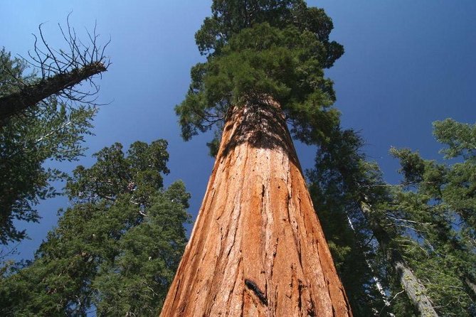 Sequoia National Park Adventure From Tulare - Additional Information and Requirements
