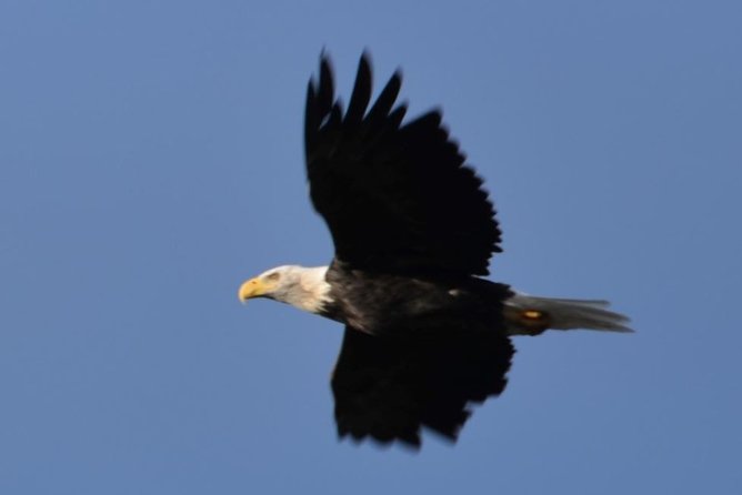 Seward to Anchorage Cruise Transfer and Private Tour - Reviews and Ratings