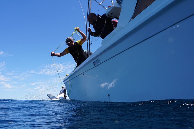 Shark Safari & Snorkel Adventure in Cabo San Lucas - Pricing and Terms