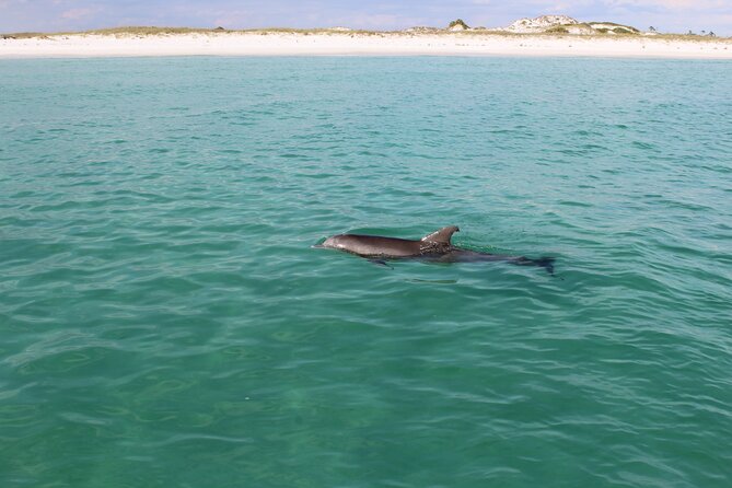 Shell Island Adventure for 3 Hours: Dolphin Tour and Snorkeling - Common Questions