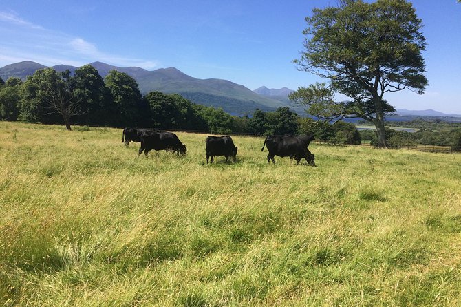 Shore Excursion From Glengariff to Killarney National Park - Historical and Cultural Highlights