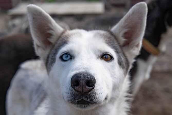 Short Norrbotten County Huskies Visit  - Kiruna - Cancellation Policy