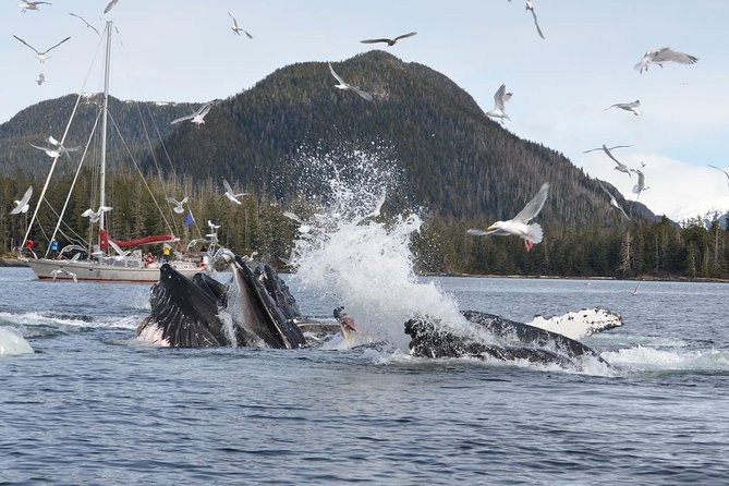 Sitka Shore Excursion: Whale-Watching and Marine Life Tour - Tour Delay and Scheduling Issues