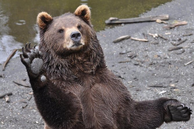 Sitka Sightseeing Tour Including Fortress of the Bear and Totem Poles - Additional Information and Cancellation Policy