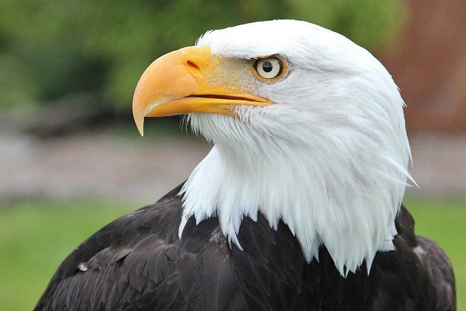 Sitka Tour: Raptor Center, Fortress of the Bears, Totems - Positive Reviews