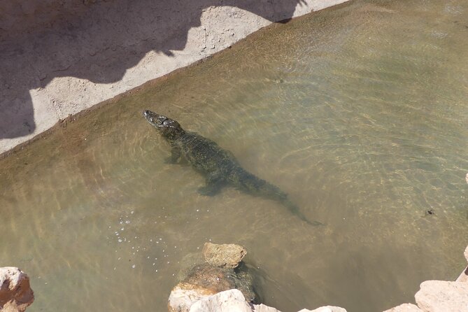 Skip the Line: Crocoparc Admission Ticket - Traveler Reviews and Ratings