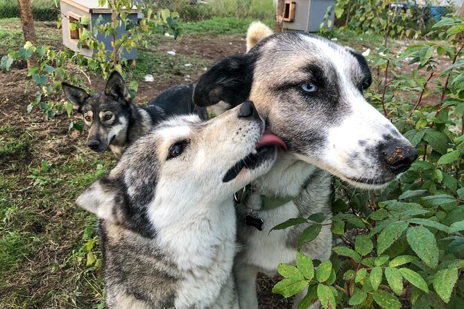Sled Dog Kennel Tour - Directions