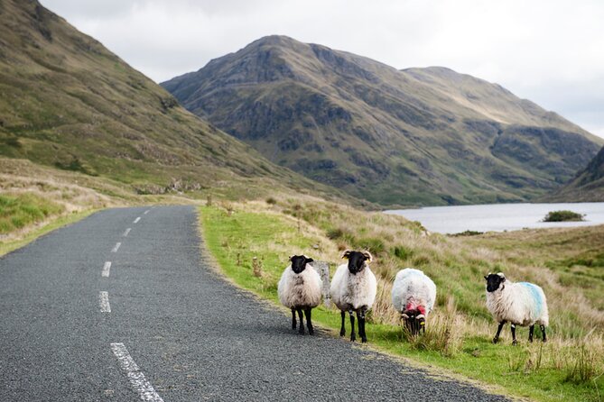 Small Group Aughnanure Castle, Sheepdog Demo & Connemara Tour - Start Time and Refund Policy