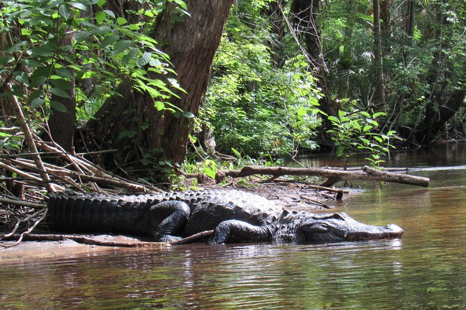 Small Group Blackwater Creek Scenic River Kayak Tour With Lunch - Cancellation Policy