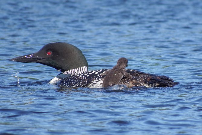 Small-Group Canoeing Tour of Algonquin Provincial Park  - Ontario - Meeting and Pickup