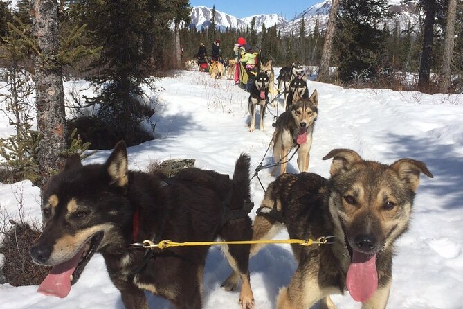 Small-Group Dog Sledding Experience in Sterling - Winter Clothing and Gear
