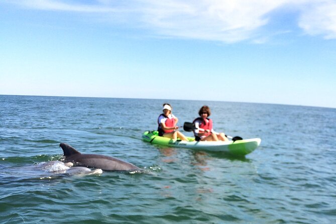Small Group Dolphin Kayak Eco-Tour - Additional Information for Participants