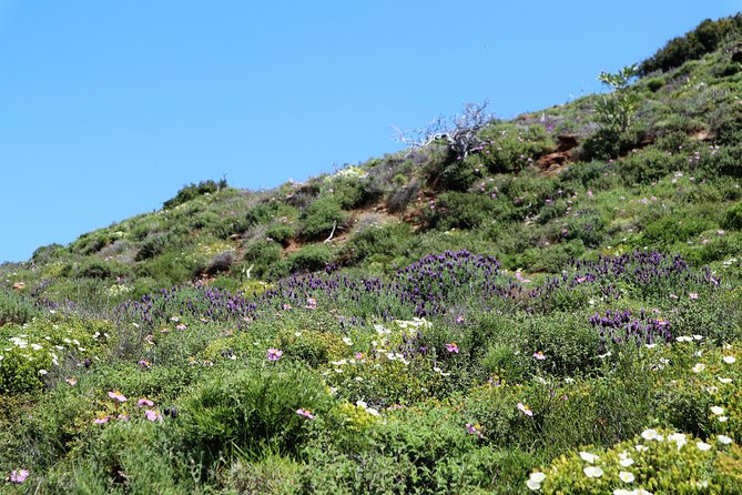 Small-Group Guided Hiking Tour in Andros With Picnic on the Beach - Traveler Requirements and Options