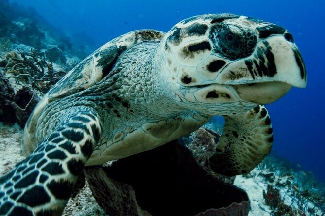 Small-Group Introductory Scuba Dive in Cozumel - Inclusions and Dive Area