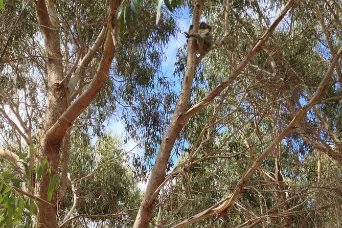 Small Group Kangaroo Island Tour - Best of KI in 2 Days - Reviews