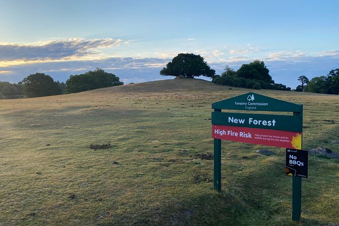 Small-Group New Forest Discovery Walk From Lyndhurst - What to Expect