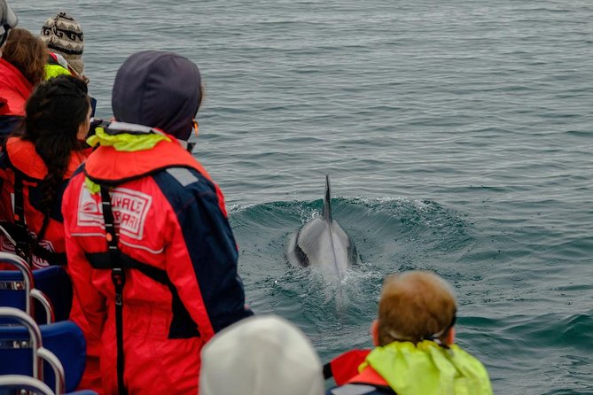 Small-Group Reykjavik RIB Whale Watching Cruise - End Point and Cancellation Policy Details