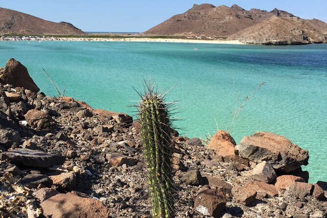 Small Group Snorkeling and Swim With Whale Sharks & Sea Lions in La Paz - Small Group Setting