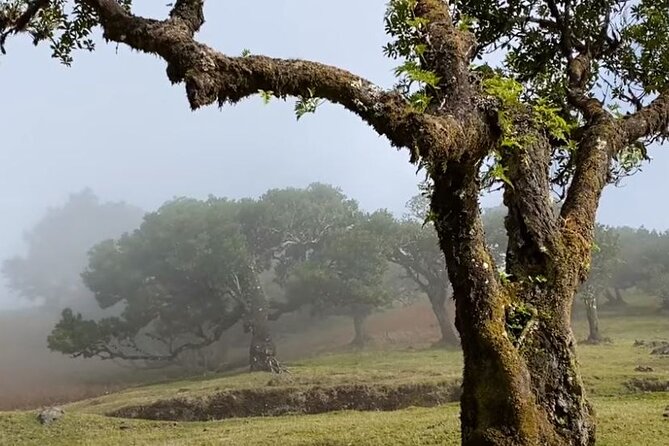 Small Group West Tour Waterfalls & Fanal Forest Tour - Tour Highlights and Feedback