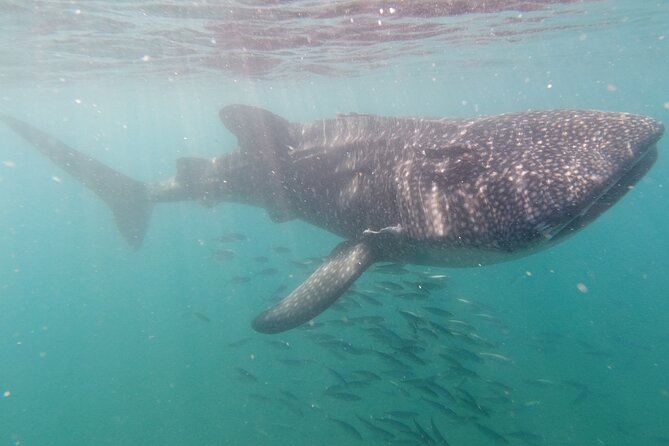 Small Group Whale Shark Snorkeling in La Paz BCS MX - Meeting Point Location and Departure Time