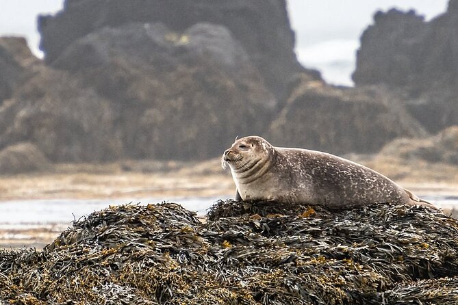 Snaefellsnes Peninsula & Kirkjufell Mountain Full Day Tour From Reykjavik - What to Expect on the Tour