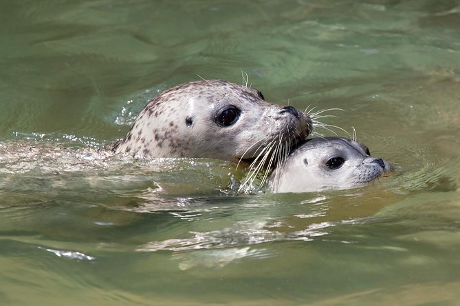 Snorkel, Kayak, and Seal Adventure: Vancouver Boat Tour - The Sum Up